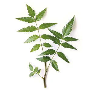 Himalaya Neem 60 Caplets - neem