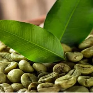 Advanced Clinicals Green Coffee Bean Thermo - Firming Body Lotion - Caffeine Infused Collagen Cream Moisturizer & Body Cream - 16 Oz - Green Coffee Bean
