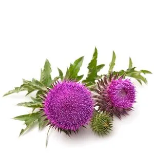 Paradise Herbs Milk Thistle 120 Vegetarian Capsules - product information 4