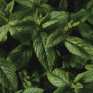 Frontier Natural Products Cut & Sifted Peppermint Leaf 16 oz (453 g) - TOP QUALITY PEPPERMINT