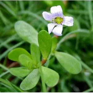 Paradise Herbs Bacopa 60 Vegetarian Capsules - product information 4