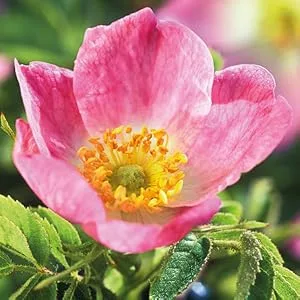 Weleda Renewing Day Cream Wild Rose Extracts Normal to Dry Skin 1.0 fl oz (30 ml) - wild rose