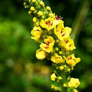 Nature's Answer Mullein Leaf 500 mg 90 Vegetarian Capsules - Mullein