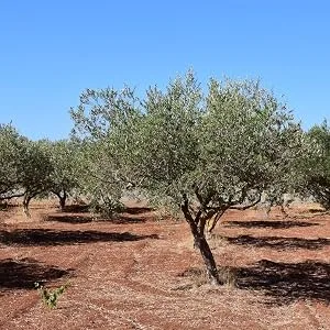 Sunfood Organic Pitted Peruvian Black Botija Olives 8 oz (227 g) - Olive Grove
