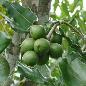 Sunfood Raw Organic Macadamia Nuts 8 oz (227 g) - Macadamia Tree