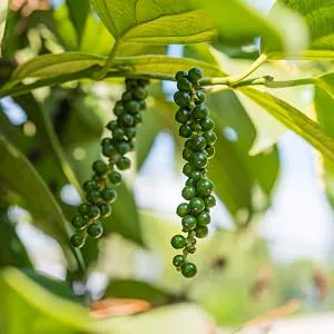 Frontier Natural Products Organic Whole Black Peppercorns Tellicherry 16 oz (453 g) - SOURCED FROM INDIA