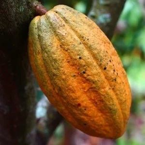 Sunfood Organic Cacao Paste 1 lb (454 g) - Cacao Pod Orange