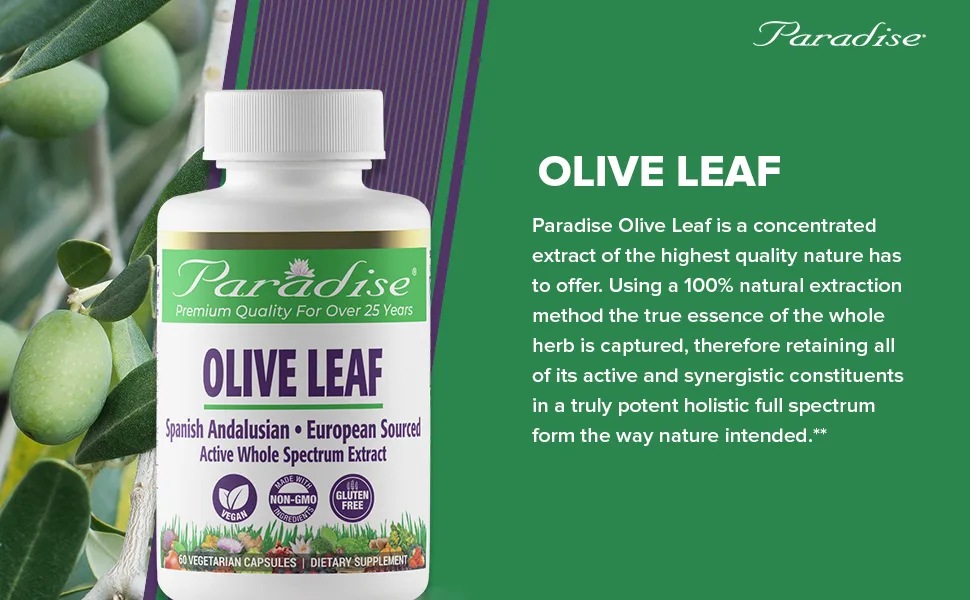 Paradise Herbs Olive Leaf 60 Vegetarian Capsules - Paradise Herbs