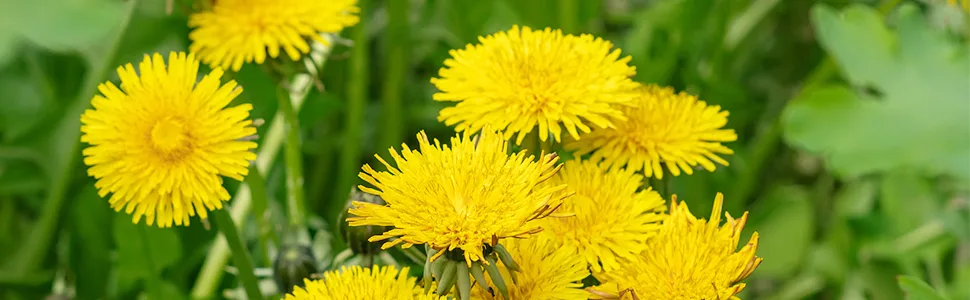 TEARELAE - Dandelion Leaf & Root Tea - 100% Pure Natural Dandelion Leaf and Root, 60 Counts Dandelion Tea Bags - Support Kidney, Aid in Digestion - Non-GMO - Caffeine-Free - dandelion teas