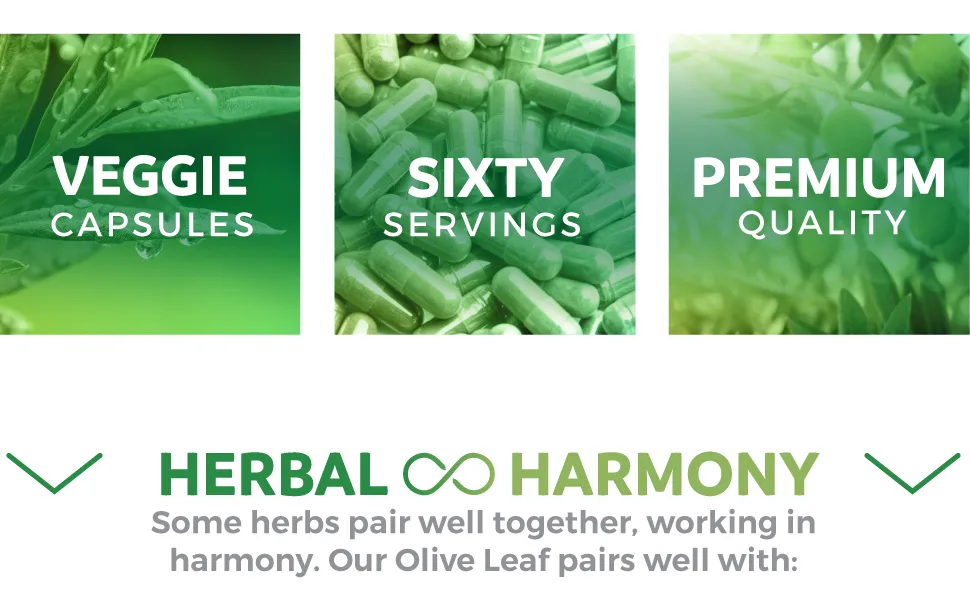 Healths Harmony Olive Leaf Extract Super Strength Immune Support - 60 Capsules - Vegetarian Olive Leaf Extract - Vegan - Premium Quality