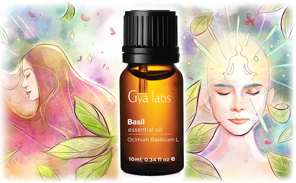Gya Labs Basil Essential Oil Mind Concentrator for Better Focus & Sore Free Body - 10 ml - basil