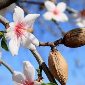 PB2 Powdered Roasted Almond Butter - 16 oz - almond tree